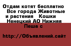 Отдам котят бесплатно  - Все города Животные и растения » Кошки   . Ненецкий АО,Нижняя Пеша с.